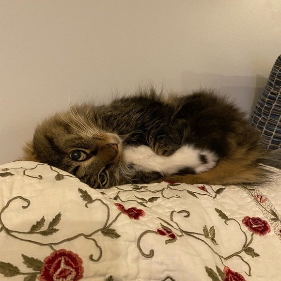 Meet your Posher, Sara - Picture 5 of 9